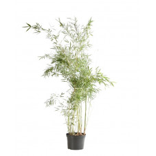 bambou fargesia pingwu en 150/170 cm pot de 12 litres
