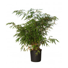 bambou fargesia Formidable  en 100/125 cm pot de 12 litres