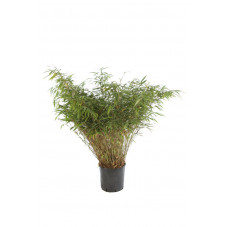 bambou fargesia robusta Formidable 80/100 cm en pot de 10 litres