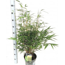 bambou fargesia Formidable 90/100 cm en pot de 23 cm