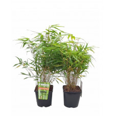 Bambou fargesia Formidable 40/60 cm en pot de 2 litres
