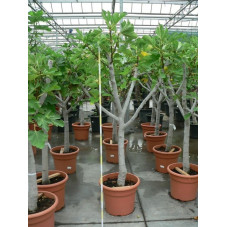 Ficus carica 1/4 de tige