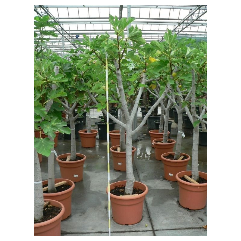 Ficus carica 1/4 de tige