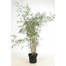 fargesia asian wonder 125/150 cm