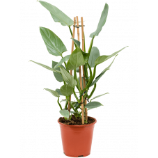 philodendron Silver Queen