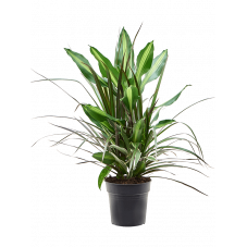 dracena Combo aux magnifiques feuilles persistantes panachées.