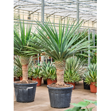dracena Draco compact sur tronc 170 cm pot diamètre 50 cm