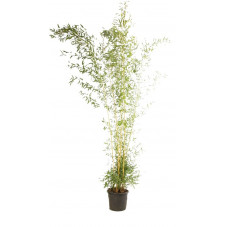 bambou aureosulcata spectabilis en taille 200/225 cm pot de 18 litres