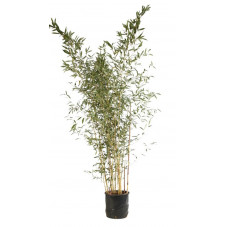 bambou aureosulcata spectabilis en taille 250/275 cm pot de 30 litres