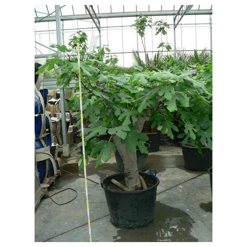 Ficus carica  " gros sujet " ( figuier )