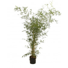 bambou aureosulcata spectabilis en taille 200/225 cm pot de 10 litres