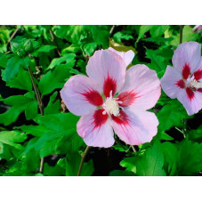 fleurs de l'hibiscus hamabo de juin à septembre