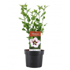 hibiscus hamabo en pot de 3 litres