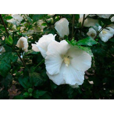 fleurs de l'hibiscus William R. Smith. Floraison estivale