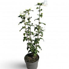 hibiscus William R. Smith en pot de 4 litres