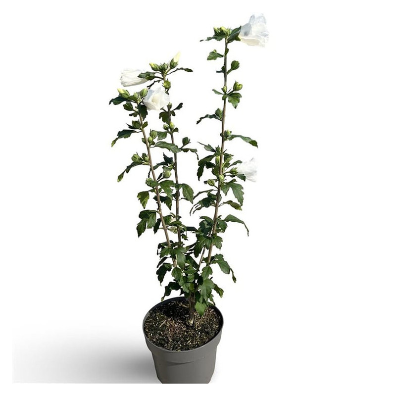 hibiscus William R. Smith en pot de 4 litres hibiscus William R. Smith en pot de 4 litres