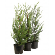 cyprès de Leyland en taille 80 cm pot de 3/4 litres.