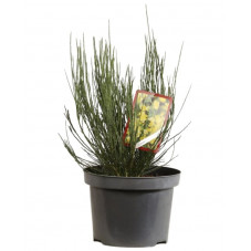 genet à balais précoce all gold en pot de 7.5 litres 70/80 cm