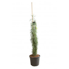 sequoia géant à port pleureur 150/175 cm pot de 55 litres