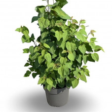 cercidiphyllum en pot de 3/4 litres - 50 cm