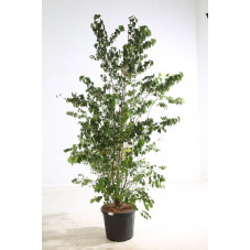cercidiphyllum extra en pot de 55 litres - 200 cm
