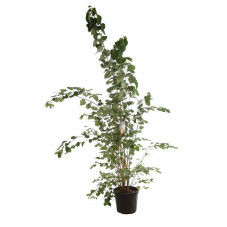 cercidiphyllum 200 cm en pot de 35 litres