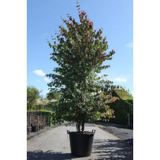arbre au caramel - cercidiphyllum cépée 250 cm pot de 70 litres