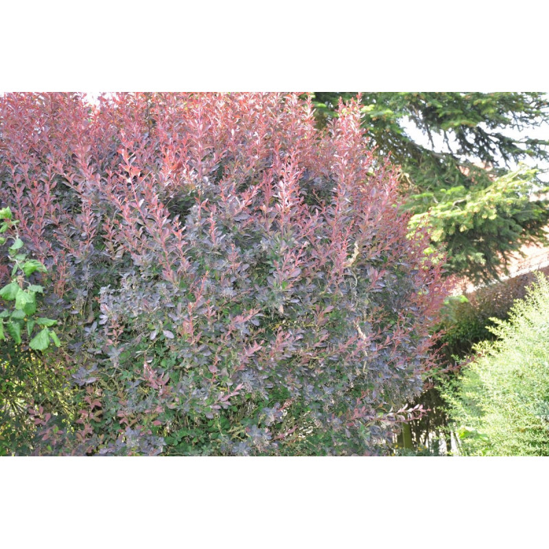 Berberis astropurpurea Berberis astropurpurea