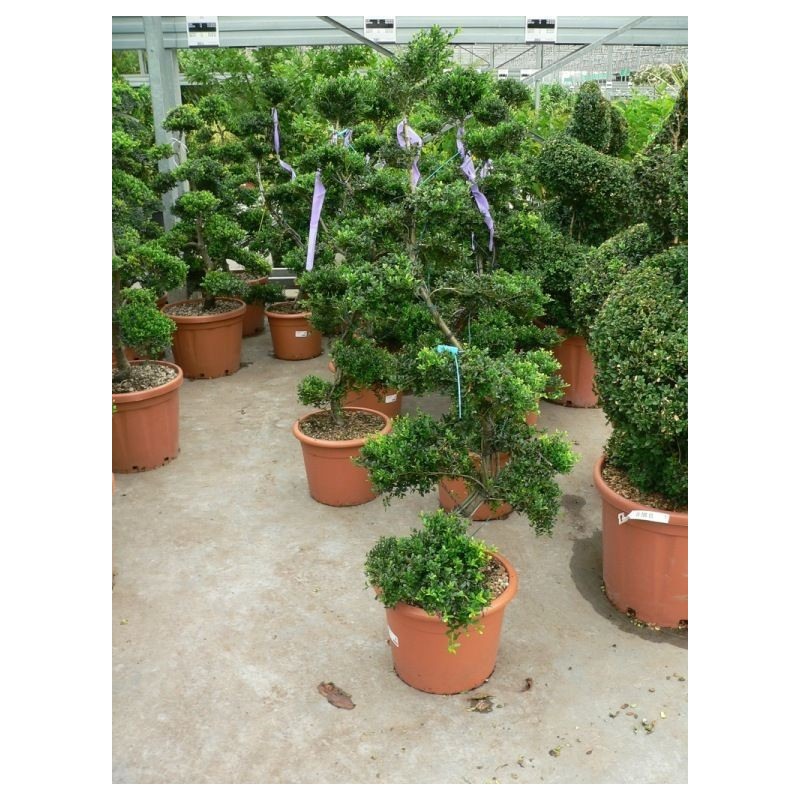 Ilex crenata " bonzaï " Ilex crenata " bonzaï "