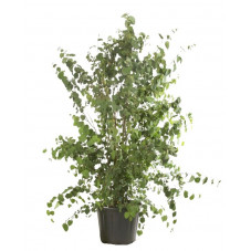 arbre au caramel - cercidiphyllum cépée 310 cm pot de 100 litres