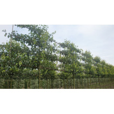 poirier d'ornement en tige espalier grosse taille circ. 18/20 cm