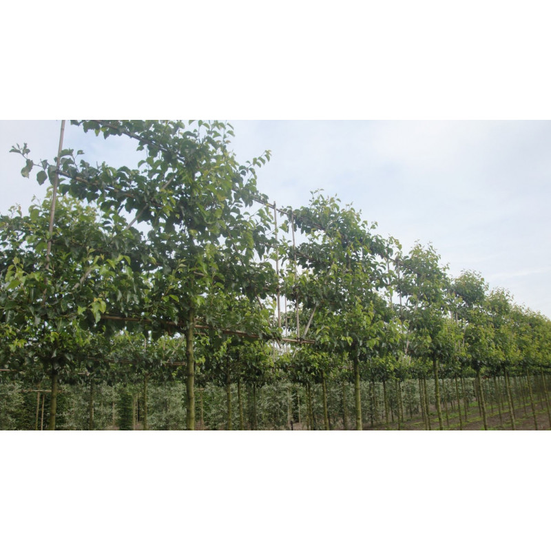 poirier d'ornement en tige espalier grosse taille circ. 18/20 cm poirier d'ornement en tige espalier grosse taille circ. 18/20 cm