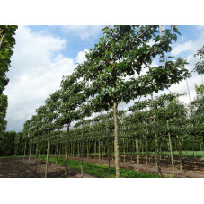 poirier d'ornement en tige espalier grosse taille circ. 20/25 cm