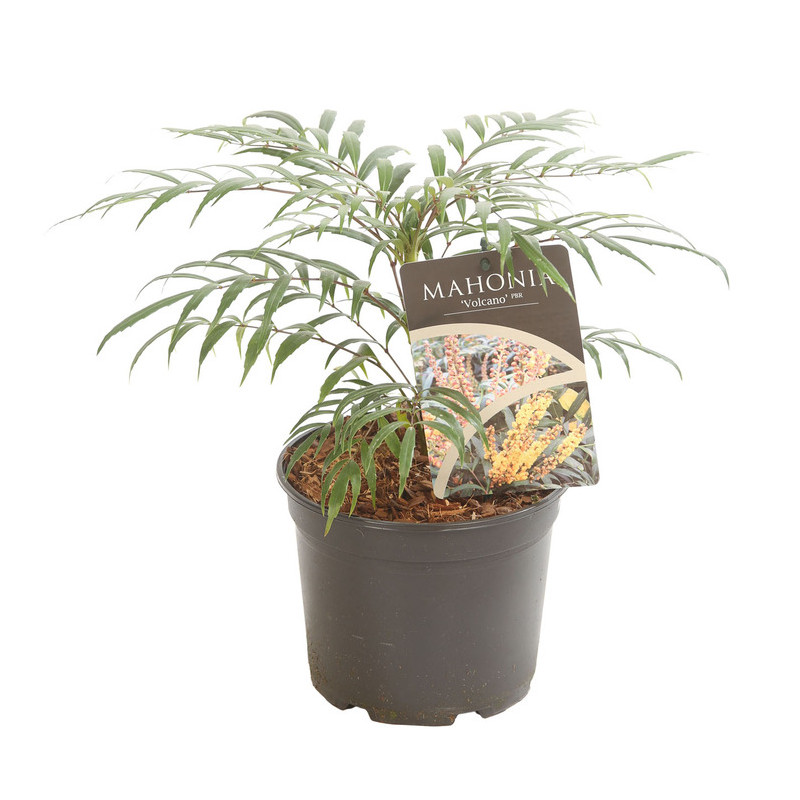 mahonia Volcano en pot de 2 litres 30 cm mahonia Volcano en pot de 2 litres 30 cm