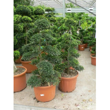 Ilex crenata " bonzaï " gros sujet 