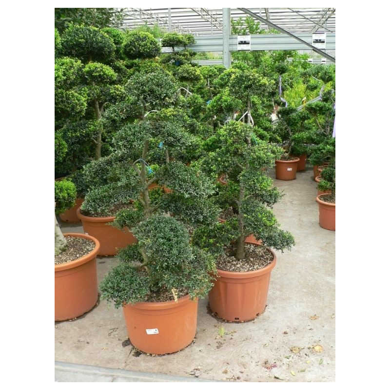 Ilex crenata " bonzaï " gros sujet 