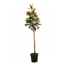 magnolia grandiflora demi-tige 100 cm + tête 67/70 cm en pot de 18 litres
