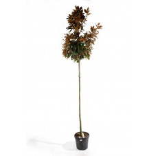 magnolia grandiflora tige ciirconférence 10/12 cm pot de 70 litres