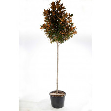 magnolia grandiflora tige circonférence 16/18 cm pot de 110 litres