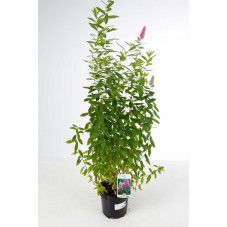 spirée billardii 60/80 cm en pot de 3 litres