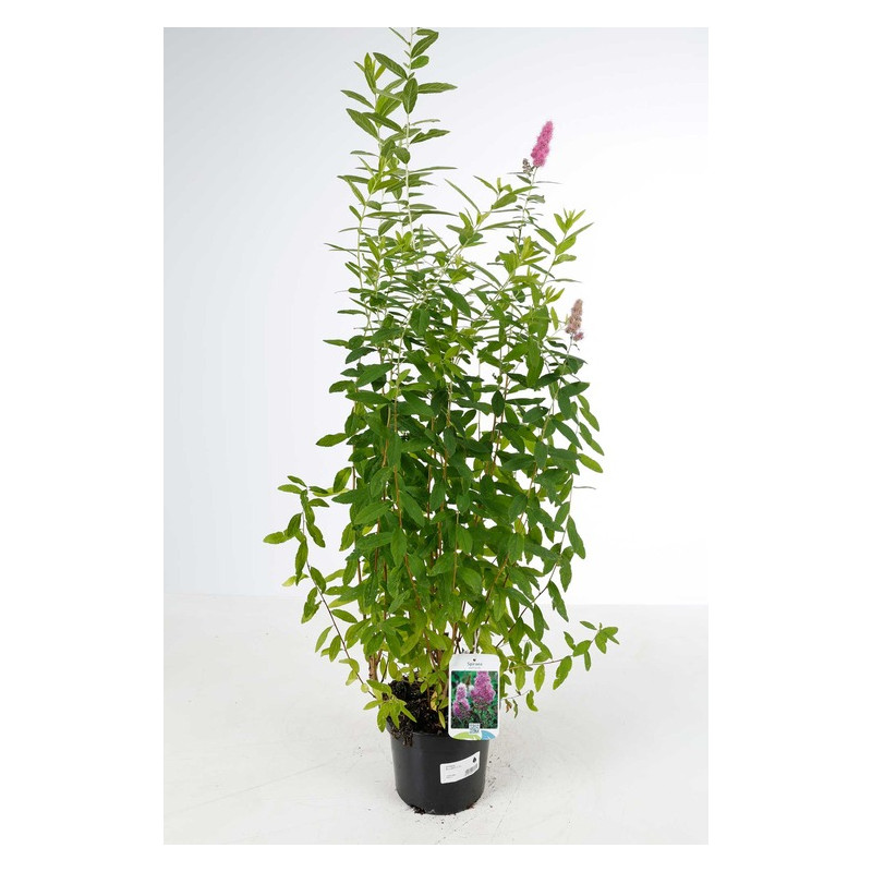 spirée billardii 60/80 cm en pot de 3 litres spirée billardii 60/80 cm en pot de 3 litres