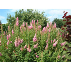 spirée billardii en fleurs de juin à septembre.