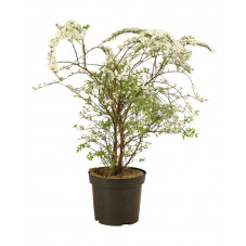 spirée xcinerea grefsheim en pot de 3/4 litres