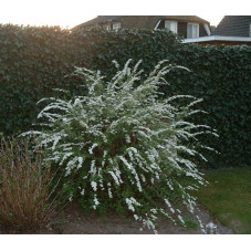spirée grefsheim en fleurs au printemps en avril mai