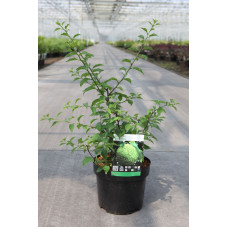 oranger des Osages - maclura 40/50 cm en pot de 3.5 litres