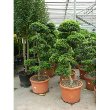 Ilex crenata " bonzaï " trés gros sujet