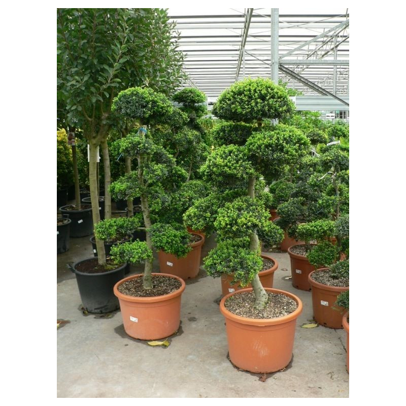 Ilex crenata " bonzaï " trés gros sujet