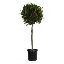 laurier sauce boule sur tige 120 cm diam. boule 40 cm