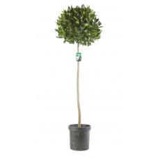 laurier sauce boule sur tige 140 cm - boule diam. 40 cm