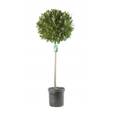 laurier sauce boule sur tige 160 cm - boule diam. 40 cm